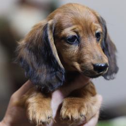 Dachshund puppies from Avignon