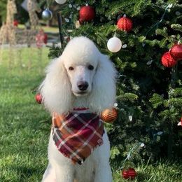 Goldendoodles and Poodles from Castleberry Doodles and Poodles