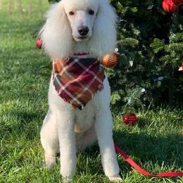 Goldendoodles and Poodles from Castleberry Doodles and Poodles