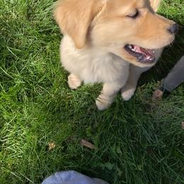 Golden Retriever and Shetland Sheepdog Puppies from Mejimo
