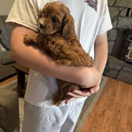 Bigger boy - Apricot male Cavapoo puppy in Yacolt, Washington from Olga's Cavapoo