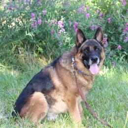 Xinco vom Fichtenschlag (Gage) - Black and red male German Shepherd puppy in Oakland, Oregon from VHM German Shepherds