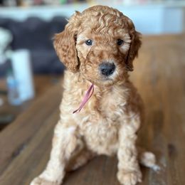 Pink - Apricot female Goldendoodle puppy in Buda, Texas from The Doods Spot *located in Buda, tx.*