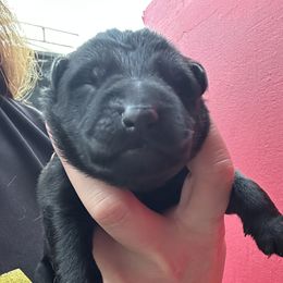 Era - Black female German Shepherd puppy in Lake Elsinore, California from MK-K9 L.L.C.