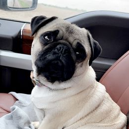 Mabel - Pug