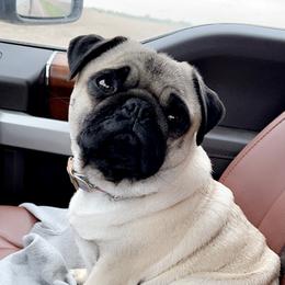 Mabel - Pug