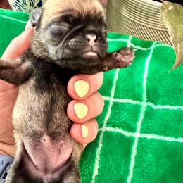 Pug Puppies from Masters Pugs