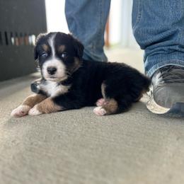 Boy 2 - Black tri-color male Australian Shepherd puppy in Broadview, Montana from Montana Aussies
