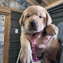 Pink - Yellow female Labrador Retriever puppy in Newton Grove, North Carolina from Wayalife Labradors & Gsp’s
