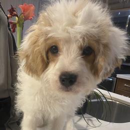 Buddy - Blenheim male Cavapoo puppy in Mesa, Arizona from Bubble-ishous Cavaliers, Cavapoos and Portadoodles
