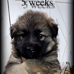 Hawk - Sable male German Shepherd puppy in Sequim, Washington from German Shepherd Haus