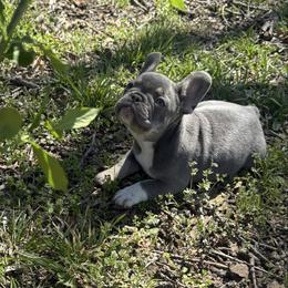 Phoebe - Blue female French Bulldog puppy in Wichita, Kansas from Let's keep it frenchie!
