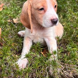 Matt - Lemon and white male Beagle puppy in Spartanburg, South Carolina from Sassy Pap Farms
