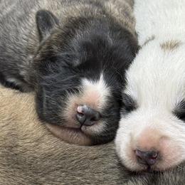 Great Pyrenees, Mastiffs, and Pugs from Pam’s Perfect Pugs