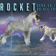 Standard Schnauzers from Justa Standard Schnauzers