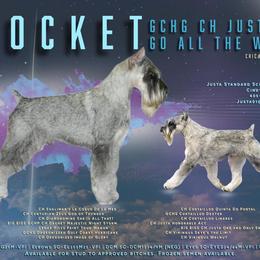 Standard Schnauzers from Justa Standard Schnauzers