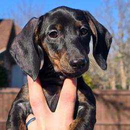 Cole - Black and tan male Dachshund puppy in Signal Mountain, Tennessee from Hot Diggity Doxens