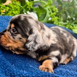 Boy 5 - Black and cream male Dachshund puppy in Roseville, California from Denver's Golden Dashies