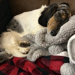 Dolly - Dachshund