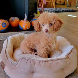 Ally - Red  female Poodle puppy in Montrose, Pennsylvania from Tales Of Joy