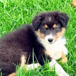 Wrangler - Black tri-color male Australian Shepherd puppy in Vernal, Utah from Dancing M Australian Shepherds