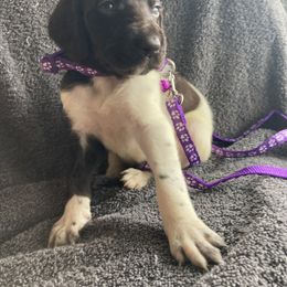 Purple girl - Liver and white female German Shorthaired Pointer puppy in Morley, Michigan from Winsome Farm