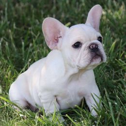Girl 1 - Cream female French Bulldog puppy in Pueblo, Colorado from Lab Coat French Bulldogs
