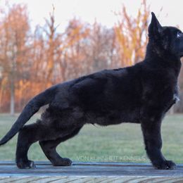 German Shepherd Puppies from Von Kühnheit German Shepherd Kennels