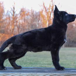 German Shepherd Puppies from Von Kühnheit German Shepherd Kennels