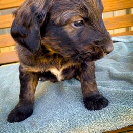 Bernedoodle and Siberian Husky Puppies from Timberline Paws