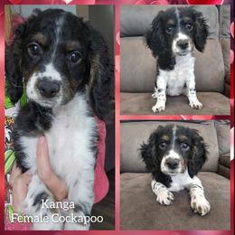 Kanga - Black white and tan female Cockapoo puppy in Zanesville, Ohio from Oodles of Doodles & Poos