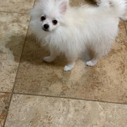 Boy 1 - White male Pomeranian puppy in Avondale, Arizona from Mely Pomlove