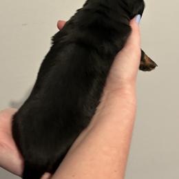 Dachshund Puppies from Brittany Thompson