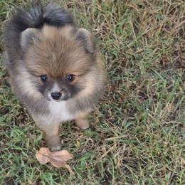 Onyx - Orange sable male Pomeranian puppy in Wildersville, Tennessee from RoyalRarity's Poms & Enrichment