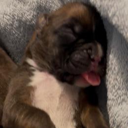Boy 2 - Fawn male Boxer puppy in Graham, Washington from Precious Paws Boxer puppies in WA