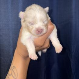 Zuma - Chocolate merle male Pomeranian puppy in Okmulgee, Oklahoma from 918 Pomeranians