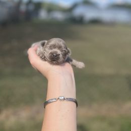 On breeder hold - Lilac female Shih Tzu puppy in Clinton, Tennessee from Southland’s Shih Tzus