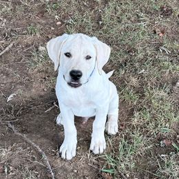Winslow (blue collar) - Yellow male Labrador Retriever puppy in Harrison, Arkansas from Brandywine Labradors