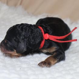 Cosmo - Phantom male Goldendoodle puppy in Palmetto Bay, Florida from SOMIDOODLES