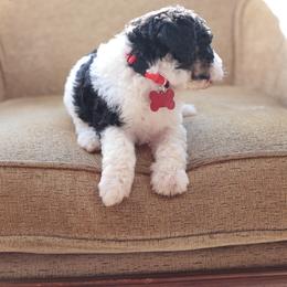 Red collar female - Black and white female Bernedoodle puppy in Scottsboro, Alabama from Dixie Land Doodles