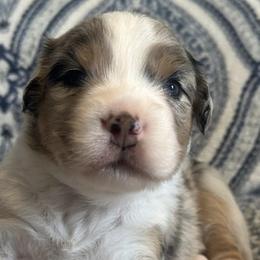 Australian Shepherds from Tate Farm Aussies
