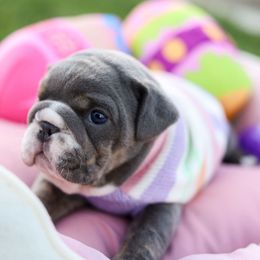 Bulldog and French Bulldog Puppies from Bully Life Farms