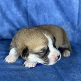 Blue Collar Male - Red male Pembroke Welsh Corgi puppy in Victoria, Texas from Clear Creek Corgis