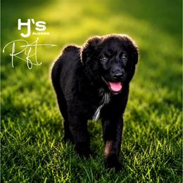 Rift - Black tri-color male Australian Shepherd puppy in Pomeroy, Ohio from HJ's Aussies