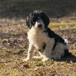 Girl 1 - Poodle puppy from Kelley’s Poodle Patch