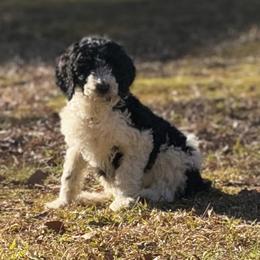 Girl 1 - Poodle puppy from Kelley’s Poodle Patch