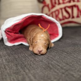 Goldendoodle Puppies from S_and_b_doodles