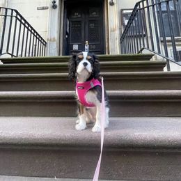 Cavalier King Charles Spaniel Puppies from Cassie’s Cavaliers