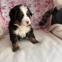 Mabel - Black rust and white female Bernese Mountain Dog puppy in Thomasville, North Carolina from Beitzel Babies