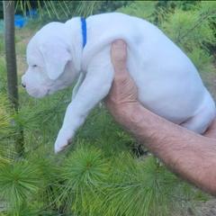Dogo Argentino Puppies from K&B Southern Oregon Argentino Dogos